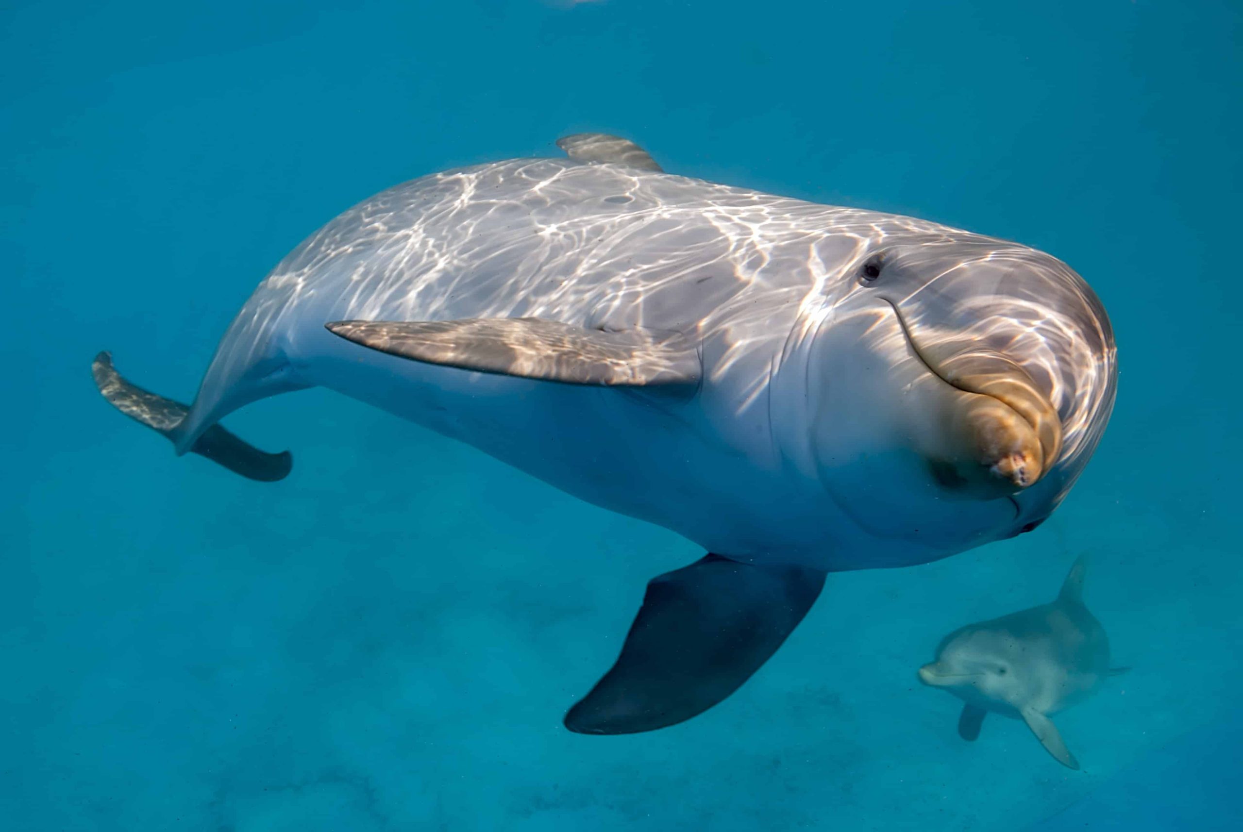 Un viaje para una experiencia con delfines